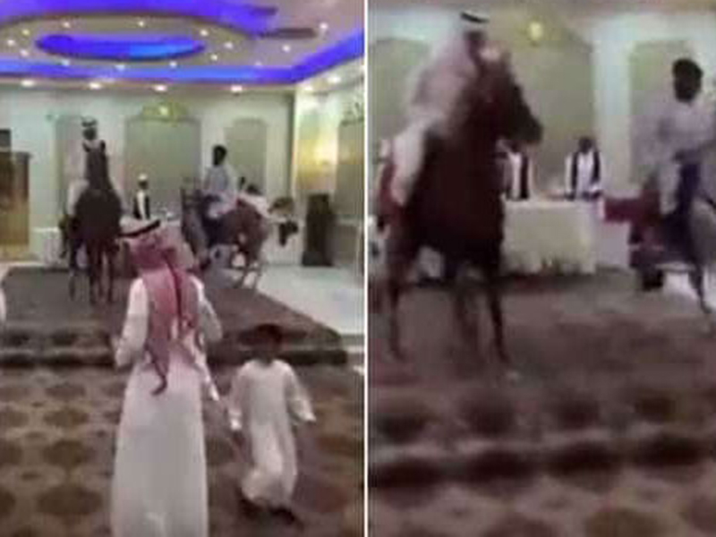 شاهد بالفيديو: خيول تدخل صالة العرس في حفل زفافٍ سعودي!